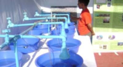 Catfish Hatchery and Rearing